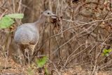 Undulated Tinamou - Marmertinamoe - Tinamou vermicul