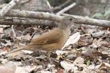Pale-breasted Thrush - Vaalborstlijster - Merle leucomle