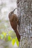 Planalto Woodcreeper - Planaltomuisspecht - Grimpar des plateaux