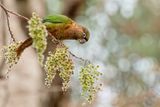 Blaze-winged Parakeet - Devilles Parkiet - Conure de Deville