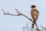 Laughing Falcon - Lachvalk - Macagua rieur