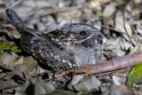 Little Nightjar - Kleine Nachtzwaluw - Engoulevent des bois