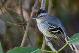 Large-billed Antwren - Langsnavelmiersluiper - Grisin  grand bec (m)