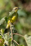 Yellow-browed Tyrant - Geelbrauwtiran - Moucherolle  sourcils jaunes