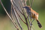 Rusty-backed Antwren- Roestrugmiersluiper - Grisin roux (f)