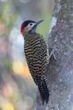 Green-barred Woodpecker - Groenbandgrondspecht - Pic vert et noir (f)