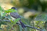 Swainsons Flycatcher - Swainsons Tiran - Tyran de Swainson