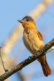 Crested Becard - Kuifbekarde - Bcarde huppe