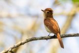 Rufous Casiornis - Rosse Casiornis - Casiorne roux