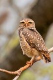 Burrowing Owl - Holenuil - Chevche des terriers