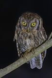 Tropical Screech Owl - Cholibaschreeuwuil - Petit-duc choliba