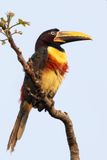 Chestnut-eared Aracari - Bruinoorarassari - Araari  oreillons roux