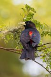 Red-rumped Cacique - Roodstuitbuidelspreeuw - Cassique cul-rouge