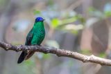 Violet-capped Woodnymph - Violetkapbosnimf - Dryade glaucope (m)