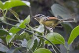 Rufous-margined Antwren - Zuidelijke Roodvleugelmiersluiper - Grisin  ailes rousses