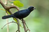 Ruby-crowned Tanager - Kroontangare - Tangara couronn (m)