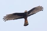 Long-winged Harrier - Buffons Kiekendief - Busard de Buffon (f)