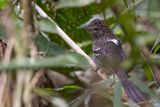 Dusky-tailed Antbird - Temmincks Miervogel - Grisin malure (m)