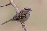 Rufous-collared Sparrow - Roodkraaggors - Bruant chingolo