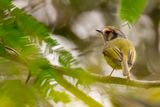 Eared Pygmy Tyrant - Oorvlekdwergtiran - Microtyran oreillard