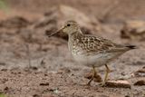 Pectoral Sandpiper - Gestreepte Strandloper - Bcasseau tachet
