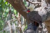 Pale-crested Woodpecker
