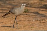 Black-legged Seriema