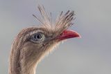 Red-legged Seriema