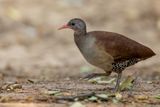Tataupa Tinamou