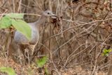 Undulated Tinamou