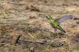 Glittering-bellied Emerald (f)