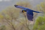 Hyacinth Macaw