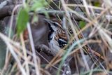 Stripe-backed Antbird (m)
