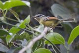Rufous-margined Antwren