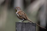 Chotoy Spinetail