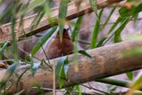 Planalto Foliage-gleaner