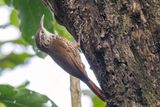 Scalloped Woodcreeper