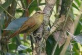 Olive Spinetail
