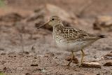 Pectoral Sandpiper