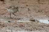 White-rumped Sandpiper