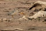 Buff-breasted Sandpiper