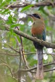 Rufous-capped Motmot