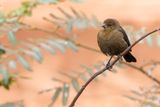 Chestnut-capped Blackbird (f)