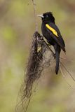 Golden-winged Cacique
