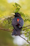 Red-rumped Cacique
