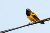Yellow-rumped Marshbird