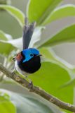 Variegated Fairywren - Bont Elfje - Mrion de Lambert (m)