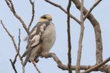 Pearl Kite