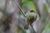 Drab-breasted Bamboo Tyrant