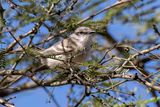 Suiriri Flycatcher